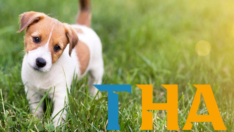 Cùng Thabet – YCS65.NET – Giải mã giấc Mơ thấy Chó đánh đề như nào