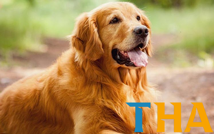 Giải mã chi tiết – Mơ thấy chó đánh đề như nào