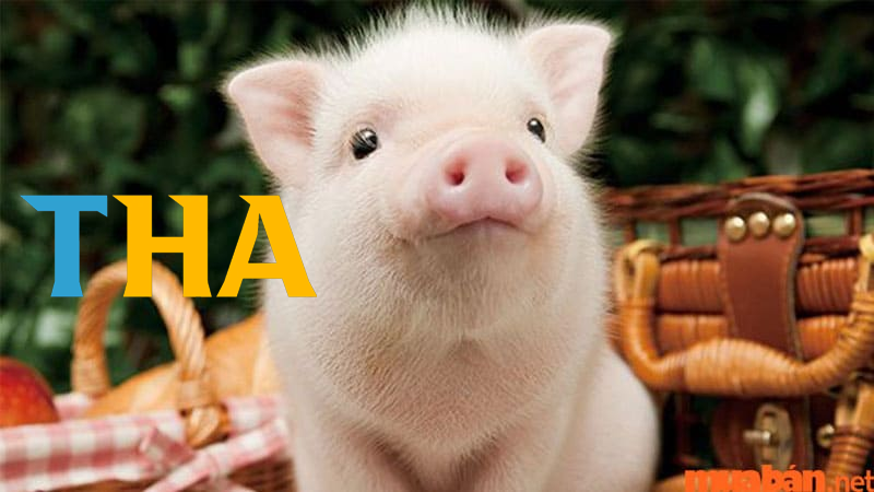 Giải mã chi tiết – Mơ thấy lợn đánh đề như nào