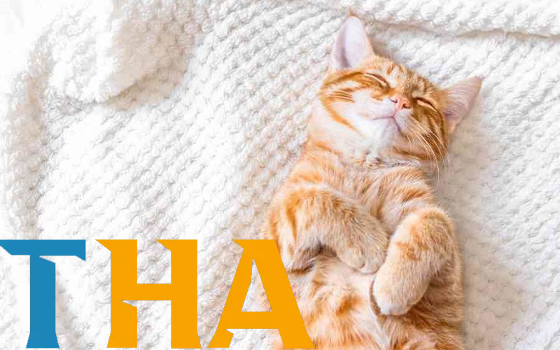 Giải mã chi tiết – Mơ thấy mèo đánh đề như nào