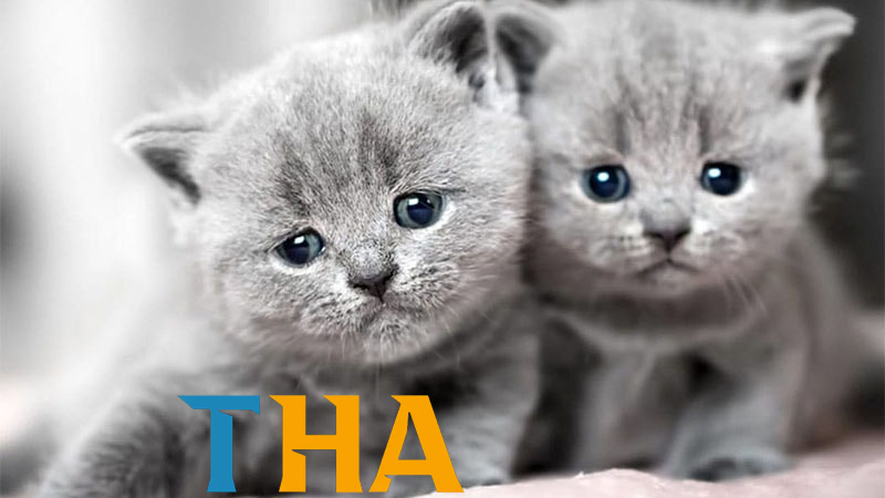 Giới thiệu tầm quan trọng của giấc mơ trong quan niệm dân gian và lô đề