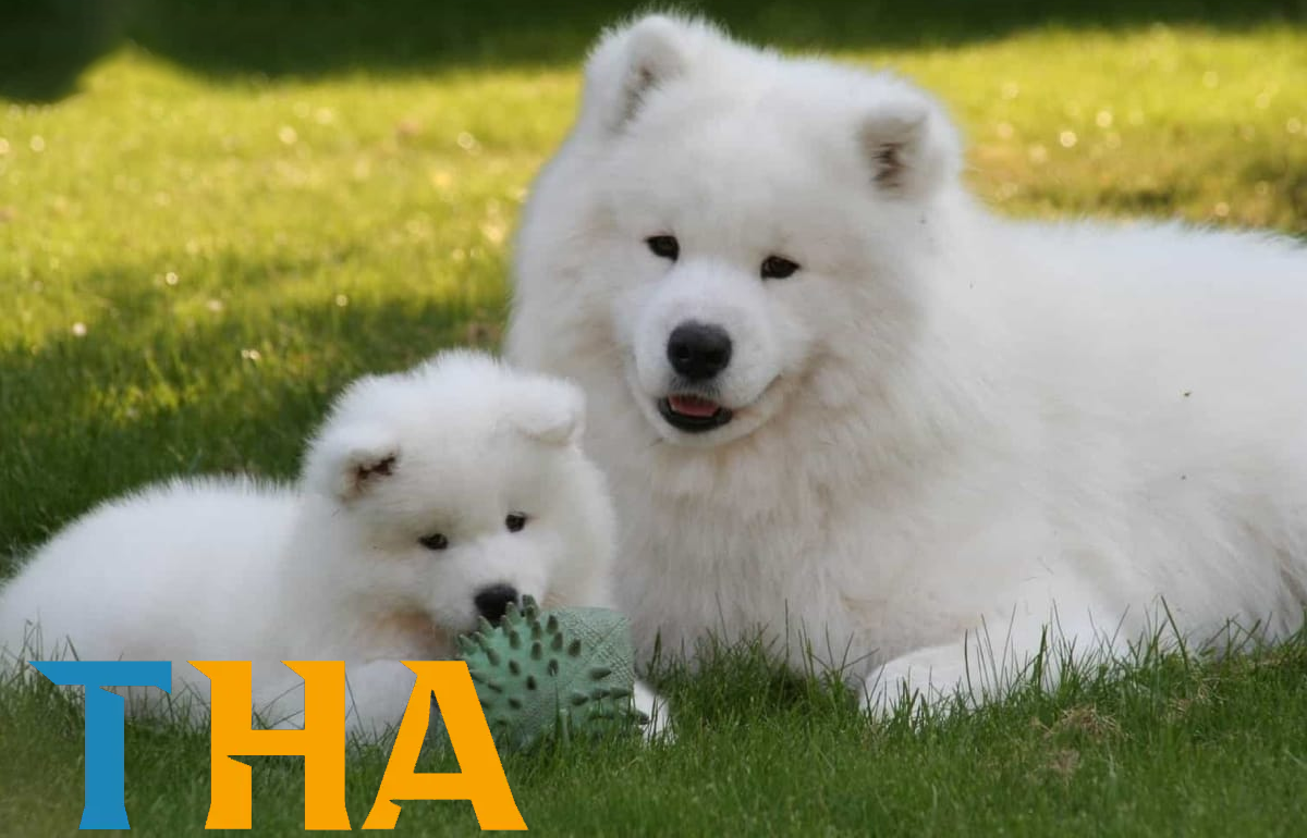 Kinh nghiệm soi cầu từ giấc mơ tại Thabet – YCS65.NET