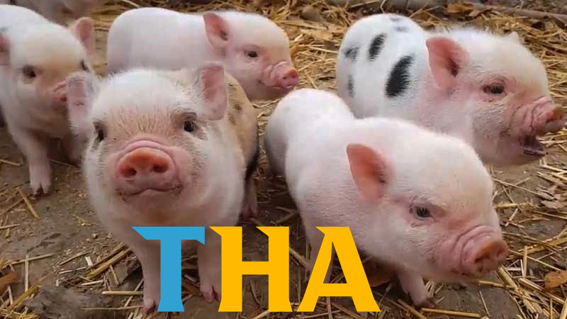 Kinh nghiệm soi cầu từ giấc mơ tại Thabet – YCS65.NET