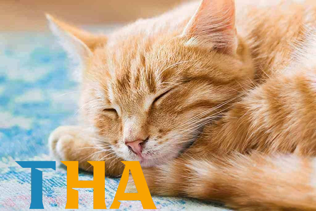 Kinh nghiệm soi cầu từ giấc mơ tại Thabet – YCS65.NET