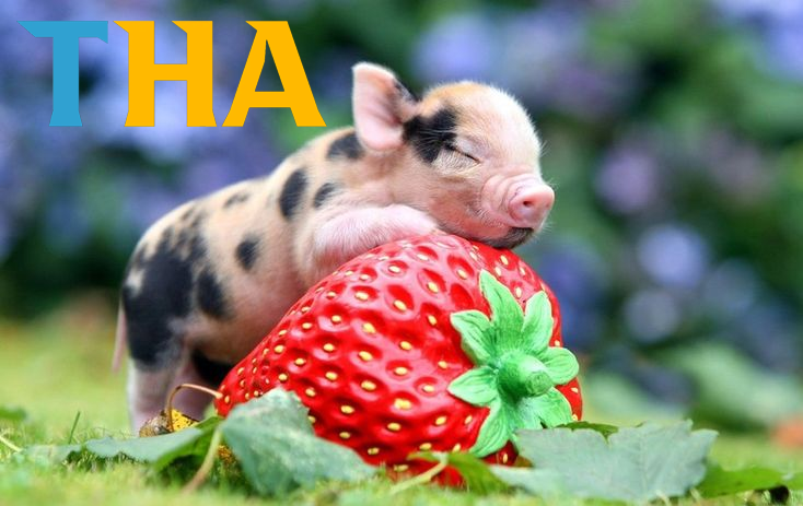 Lợn – Biểu tượng cho sự no đủ và phú quý