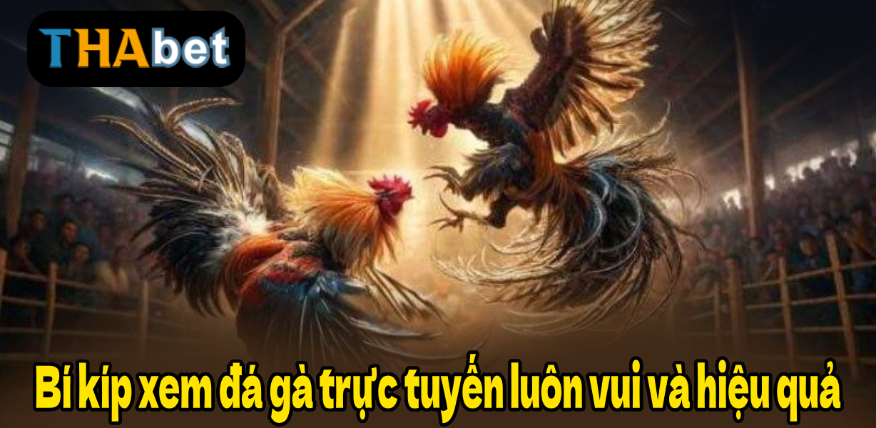 Bí kíp xem đá gà trực tuyến luôn vui và hiệu quả