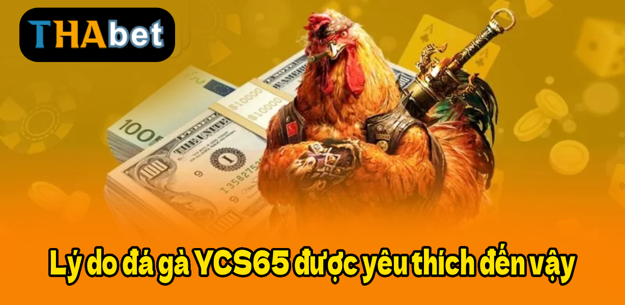 Lý do đá gà YCS65 được yêu thích đến vậy