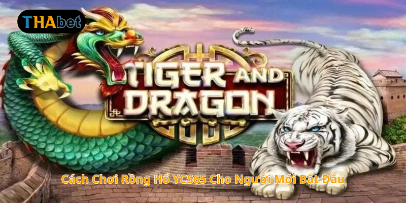 Cách Chơi Rồng Hổ YCS65 Cho Người Mới Bắt Đầu